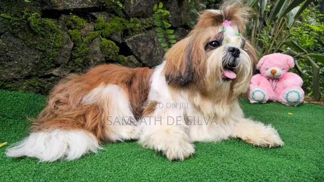 Shih Tzu Male Puppy