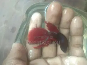 Betta Fish