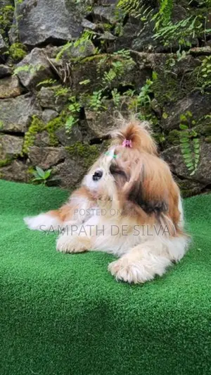 Shih Tzu Male Puppy