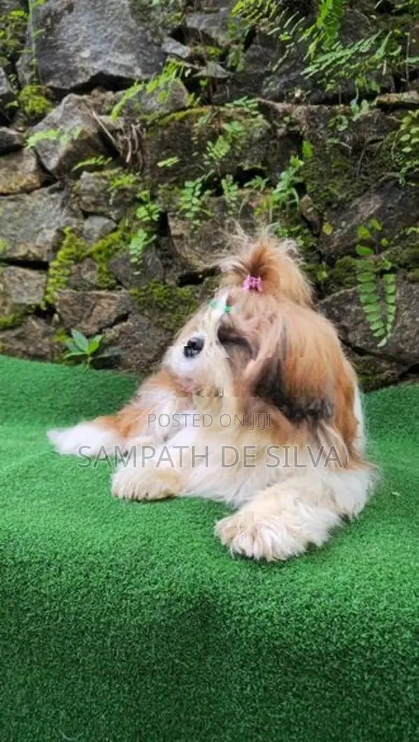 Shih Tzu Male Puppy