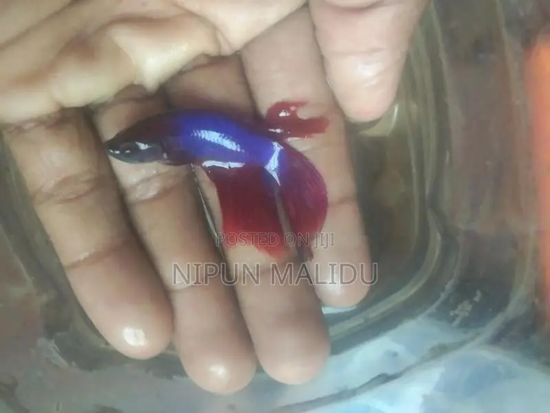Betta Fish