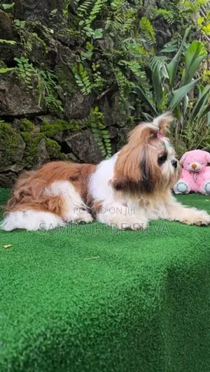 Shih Tzu Male Puppy