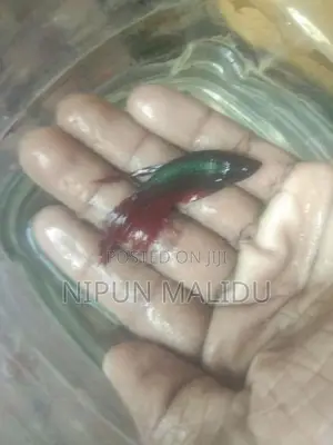 Betta Fish