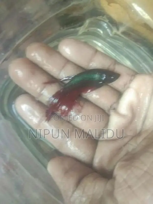 Betta Fish