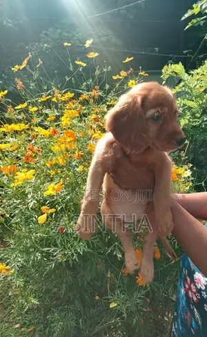 Cocker Spaniel Female Puppy