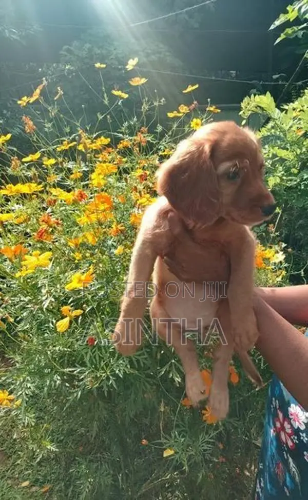 Cocker Spaniel Female Puppy