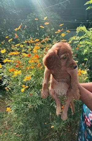 Cocker Spaniel Female Puppy