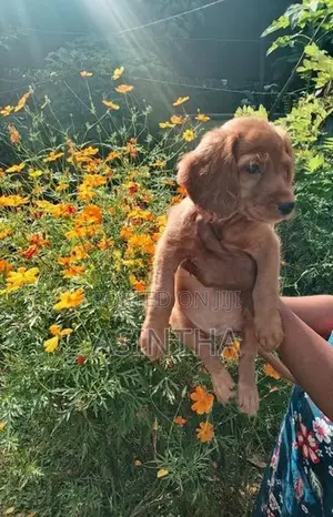 Cocker Spaniel Female Puppy