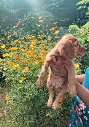 Cocker Spaniel Female Puppy