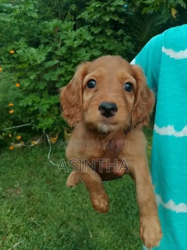 Cocker Spaniel Female Puppy