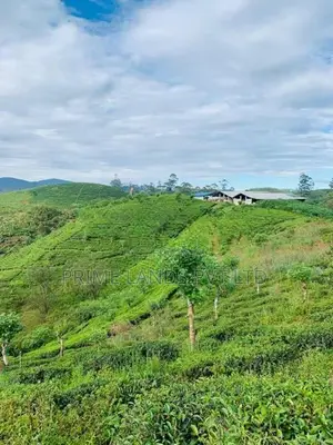 හැටන් බිම් කොටස්