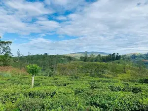 බිම් කොටස් හැටන්