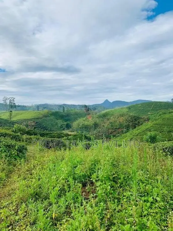 Beautiful Land Sale in Hatton