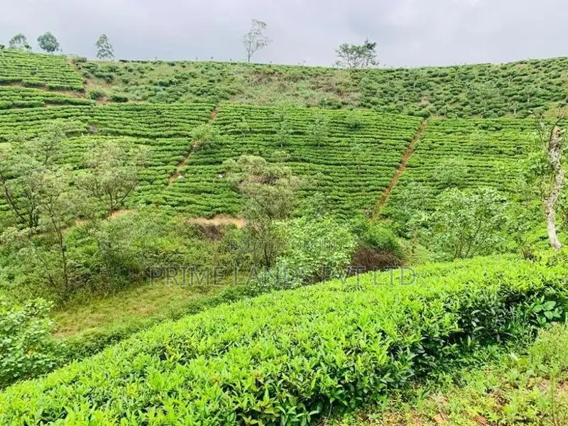 Beautiful Land Sale in Hatton