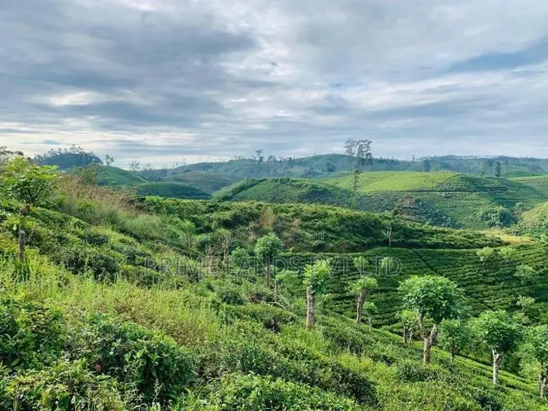 Beautiful Land Sale in Hatton