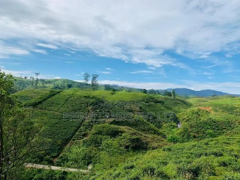 හැටන් බිම් කොටස්