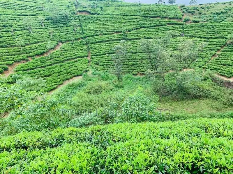 Beautiful Land Sale in Hatton