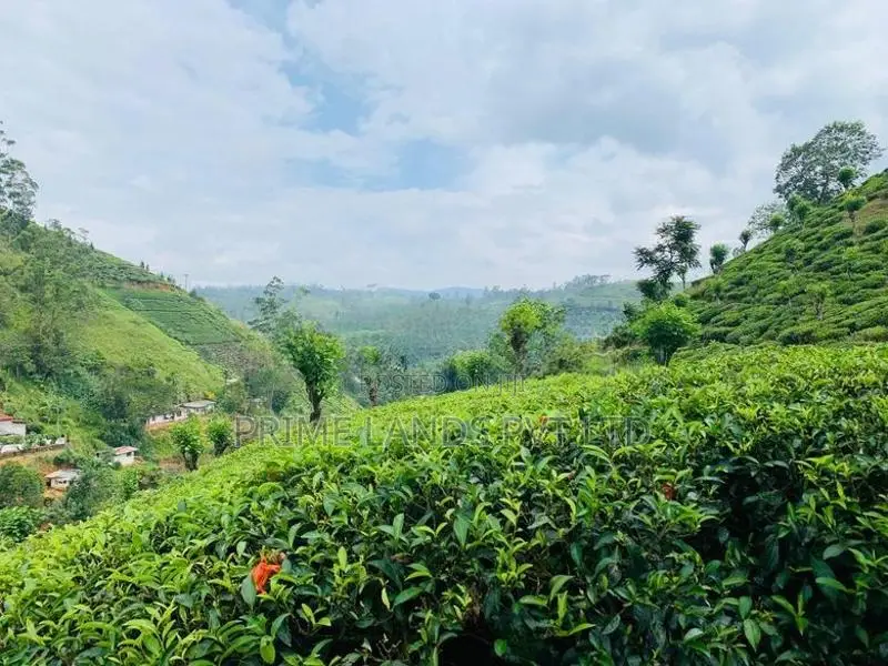 බිම් කොටස් හැටන්