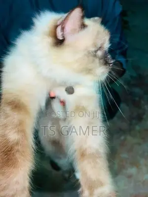 Himalayan cat
