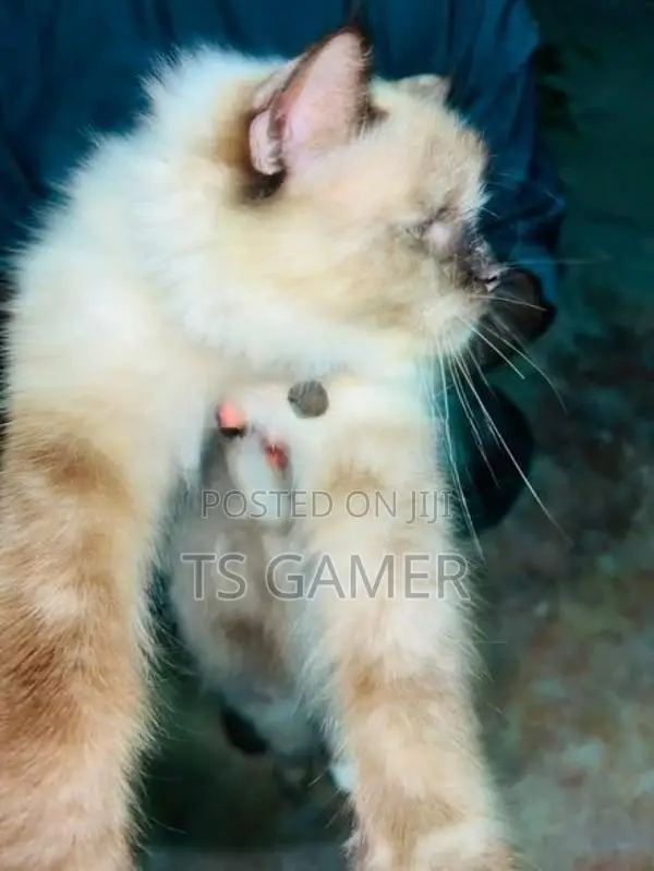 Himalayan cat