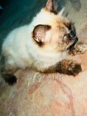 Himalayan cat