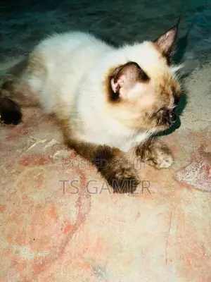 Himalayan cat