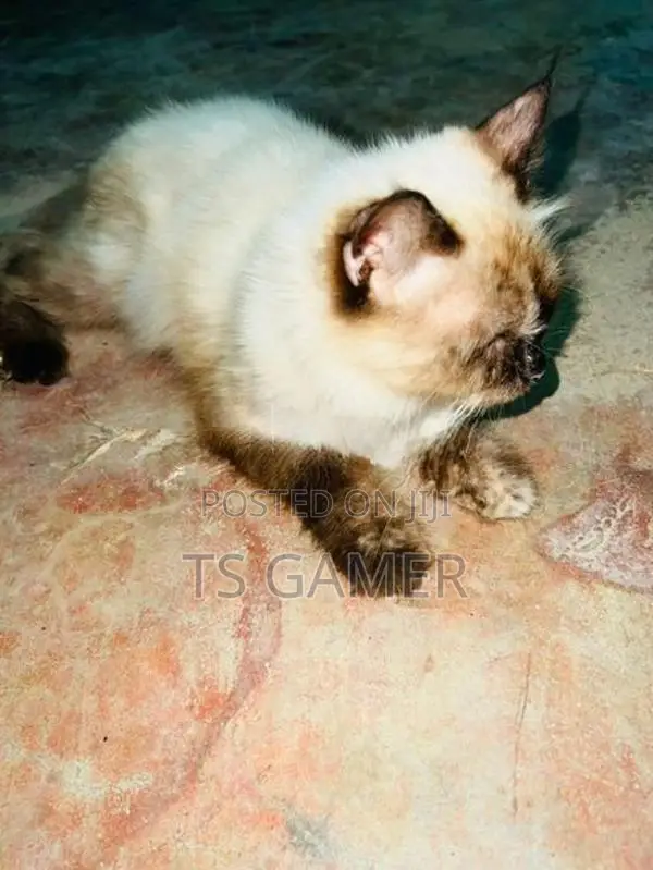 Himalayan cat