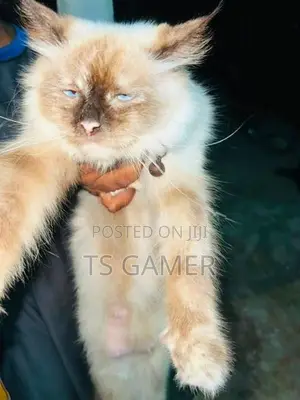 Himalayan cat