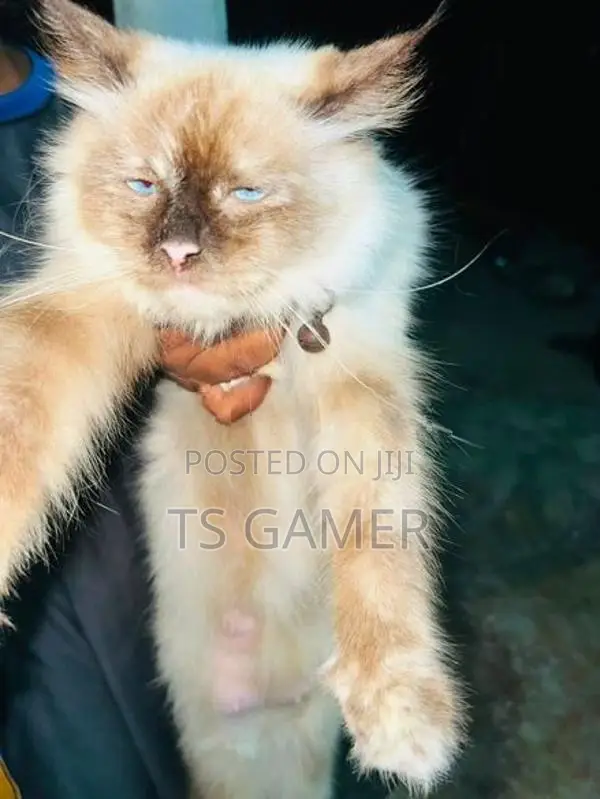 Himalayan cat