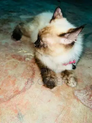 Himalayan cat