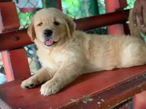 Golden Retriever puppies