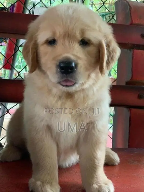 Golden Retriever puppies