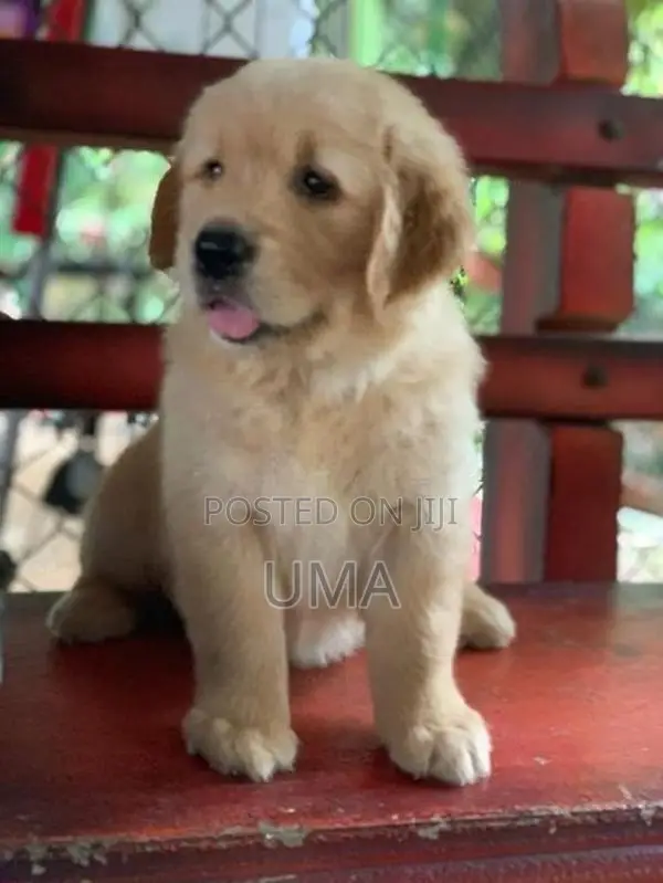 Golden Retriever puppies