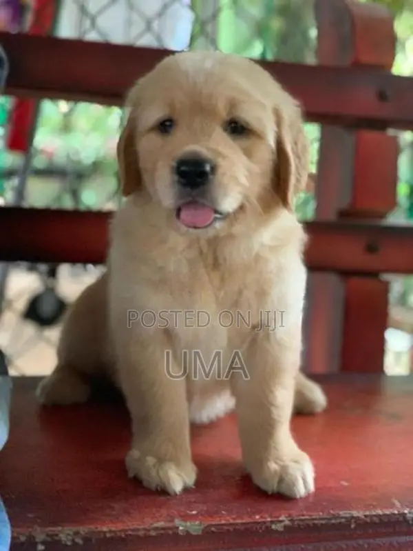 Golden Retriever puppies