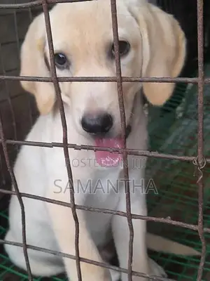 Labrador Retrieve Puppies