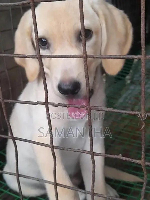 Labrador Retrieve Puppies