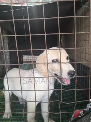 Labrador Retrieve Puppies