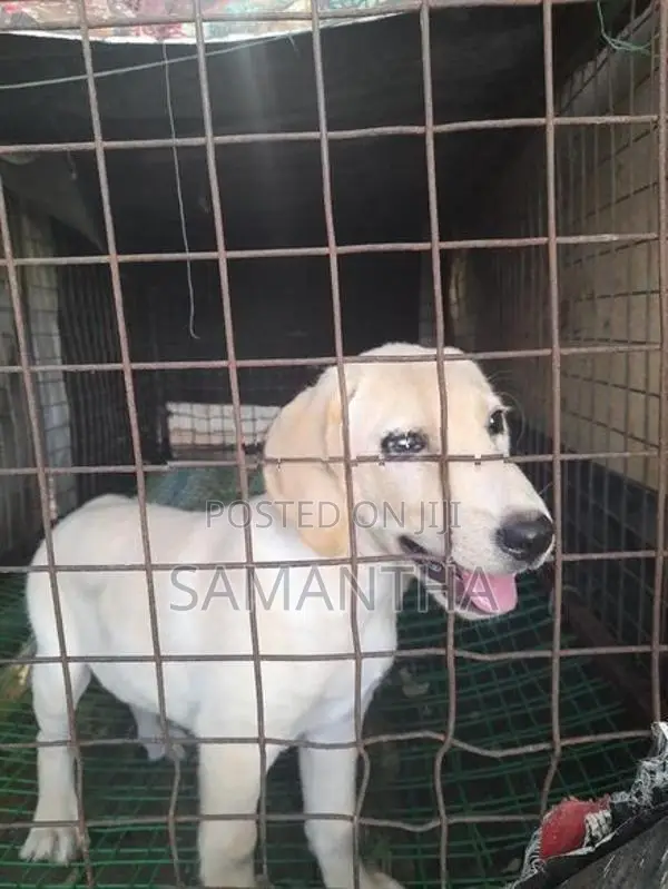 Labrador Retrieve Puppies