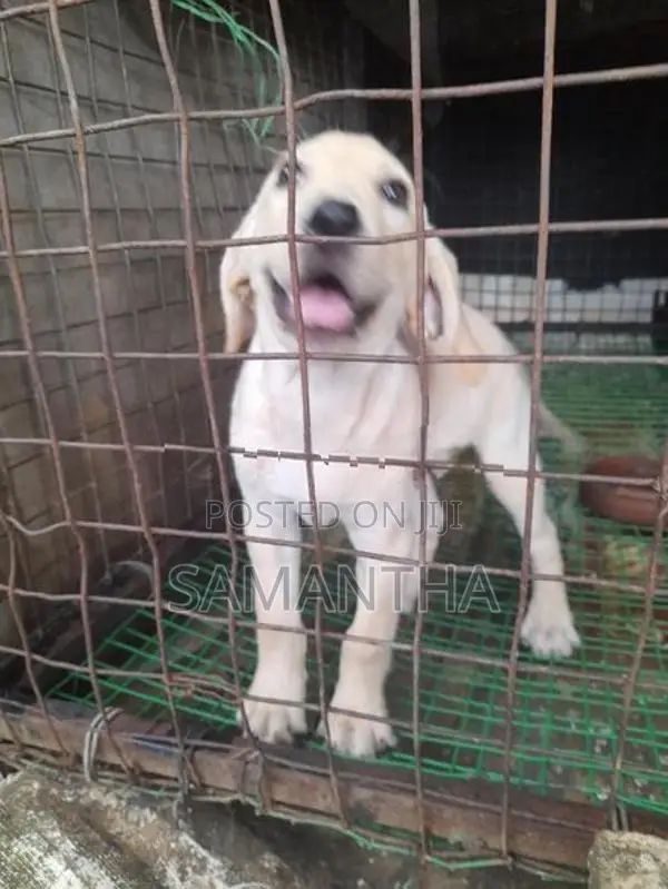 Labrador Retrieve Puppies