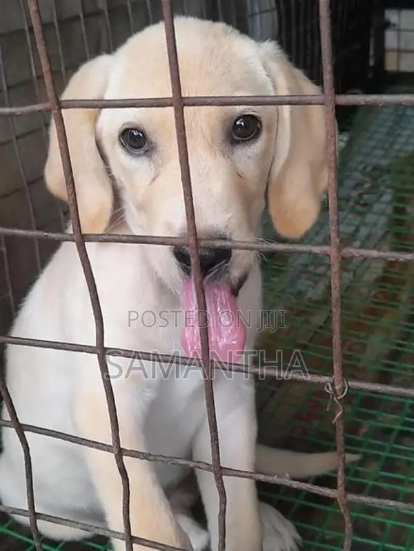 Labrador Retrieve Puppies
