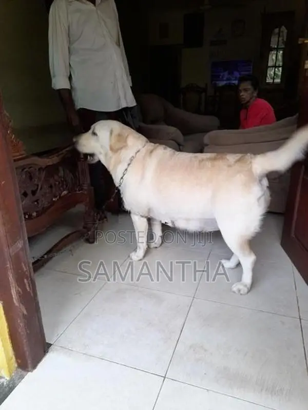 Labrador Retrieve Puppies
