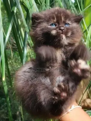 Persian Cat