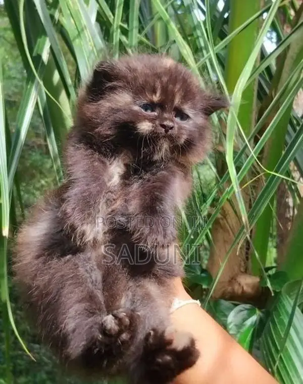 Persian Cat