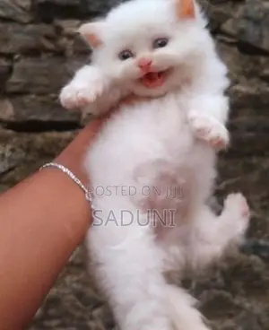 Persian Cat
