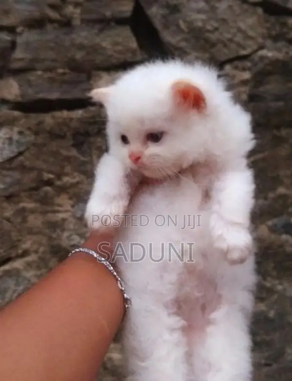 Persian Cat