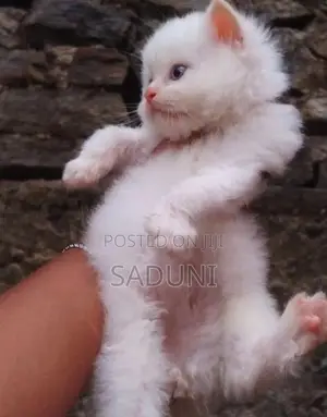 Persian Cat