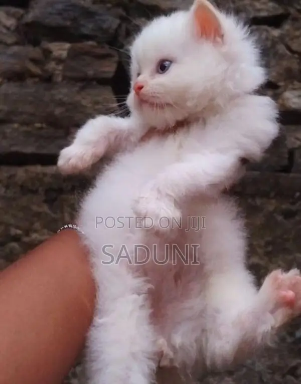 Persian Cat