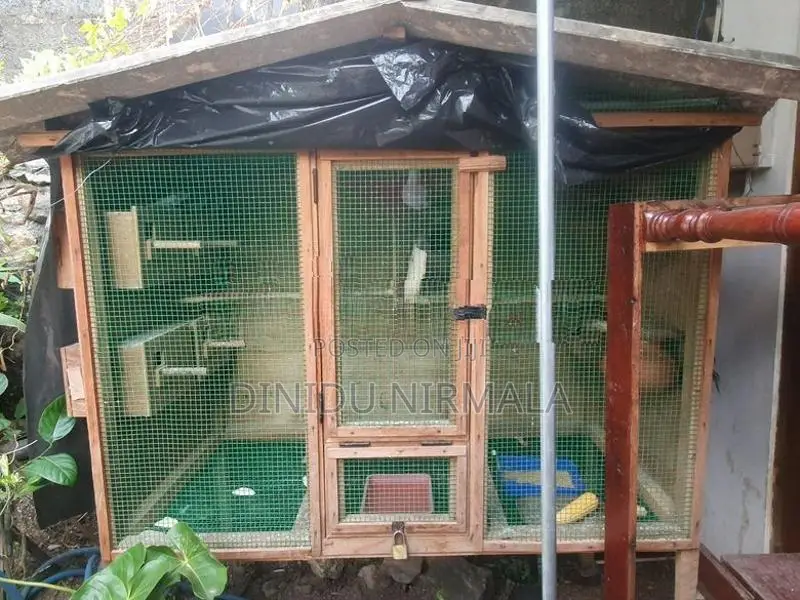 Love Birds with Bird Cage