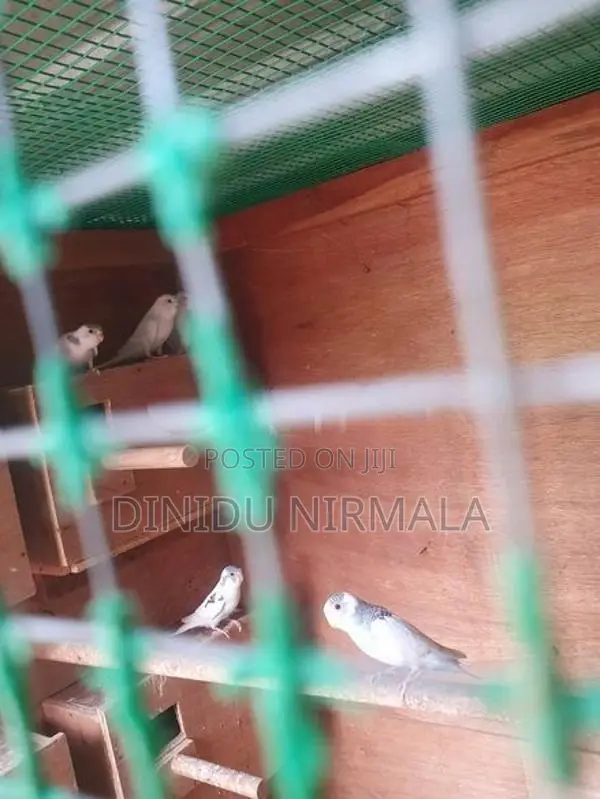 Love Birds with Bird Cage