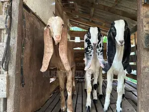 Jamunapari Goats